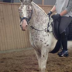 Knabstrupper Plettelise