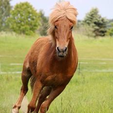Islænder Dreki fra Hoelgaard