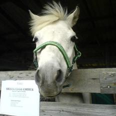 Welsh Pony (sec B) Skovbjergs Choice