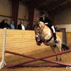 Fjordhest Ditte Fjord