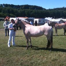 Fjordhest Ditte Fjord