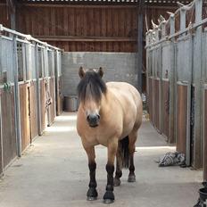 Anden særlig race Caroline