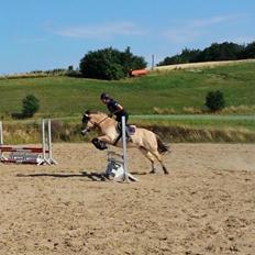 Anden særlig race Caroline