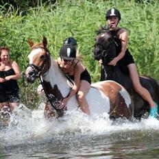 Pinto Lushira Højgård (Lusi)