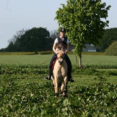 Fjordhest Felicia