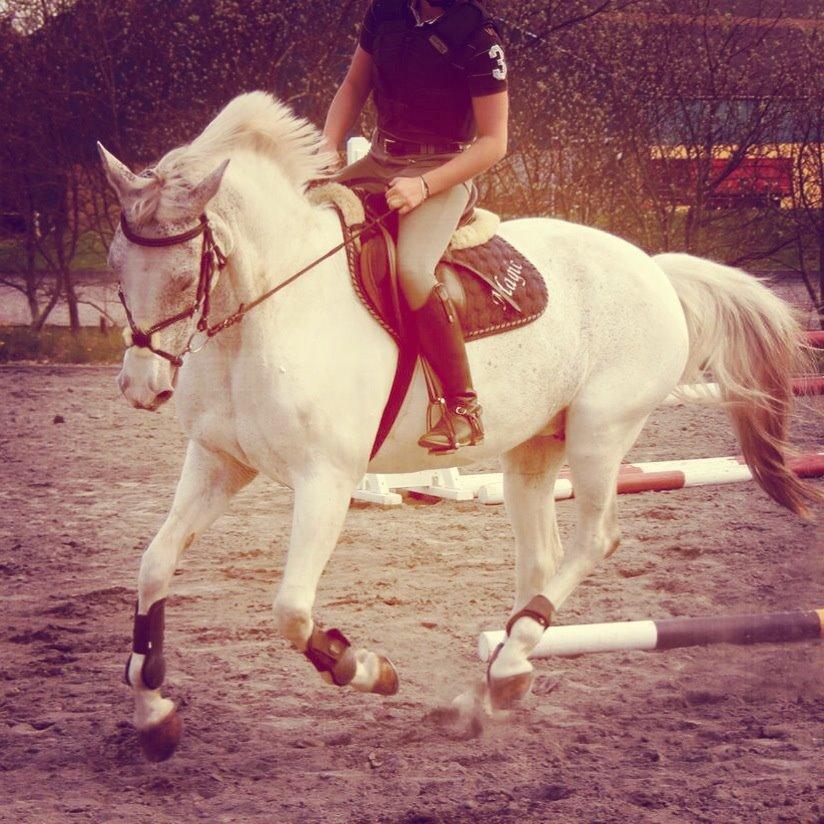 Sportsaraber (A) Søgaardens Magic Spirit billede 6