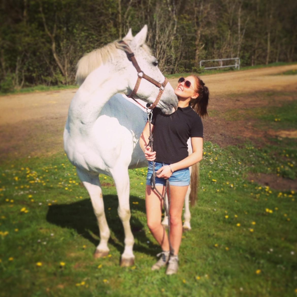 Sportsaraber (A) Søgaardens Magic Spirit billede 17