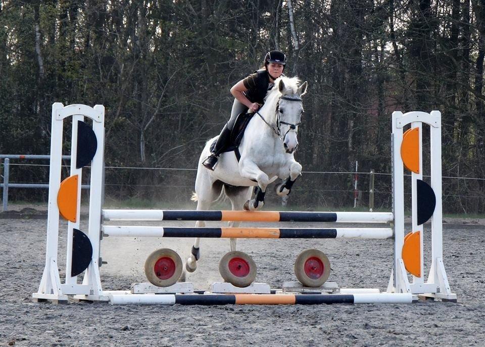 Sportsaraber (A) Søgaardens Magic Spirit billede 19