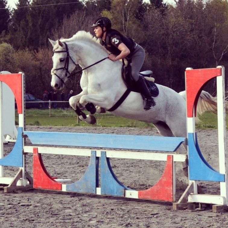 Sportsaraber (A) Søgaardens Magic Spirit billede 20