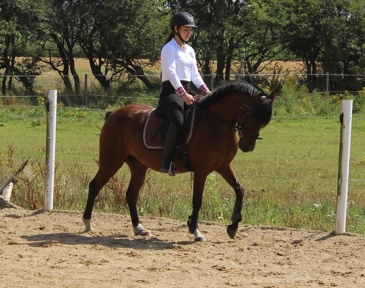 Anden særlig race Stald Poppels No Hippo Naomi billede 2