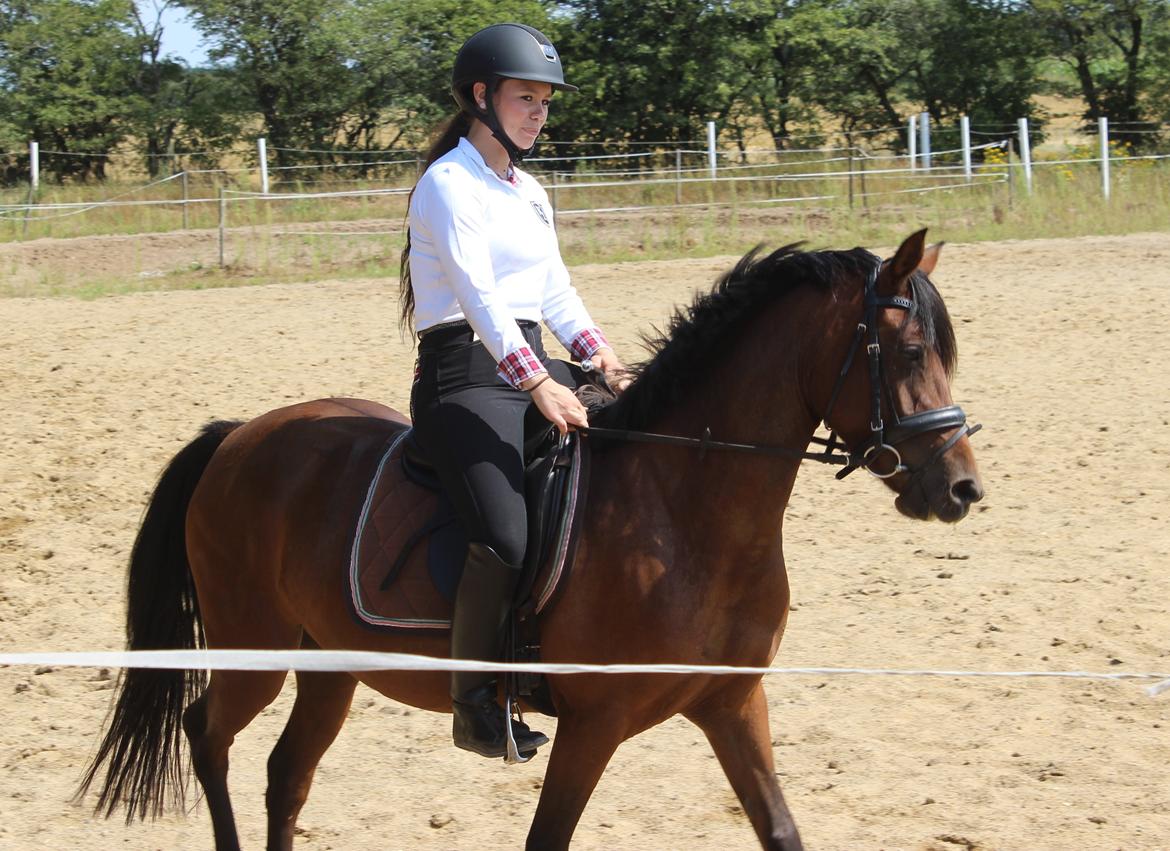 Anden særlig race Stald Poppels No Hippo Naomi billede 1