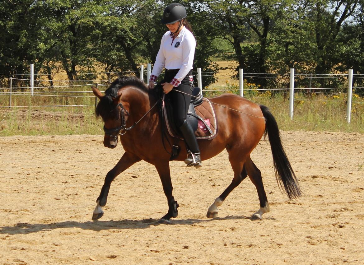 Anden særlig race Stald Poppels No Hippo Naomi billede 4