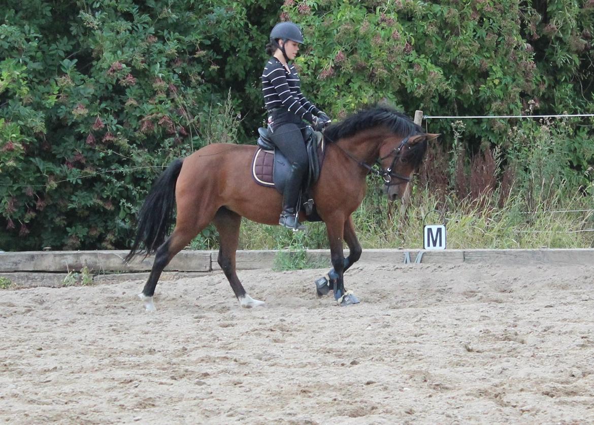 Anden særlig race Stald Poppels No Hippo Naomi billede 6