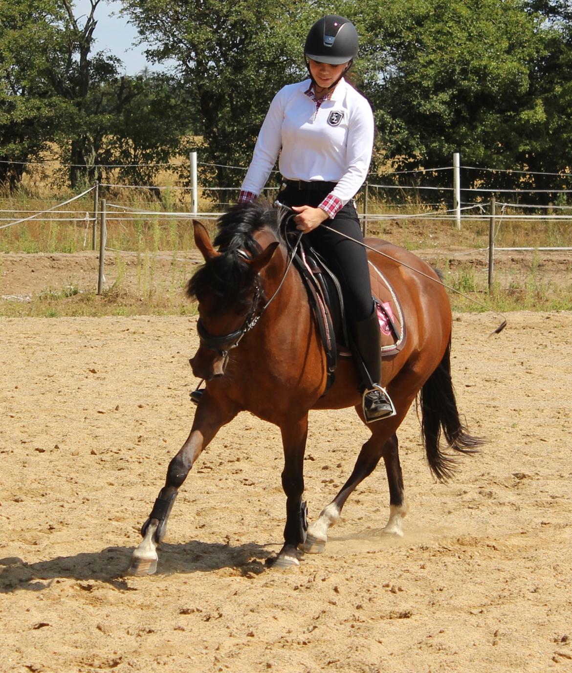 Anden særlig race Stald Poppels No Hippo Naomi billede 5