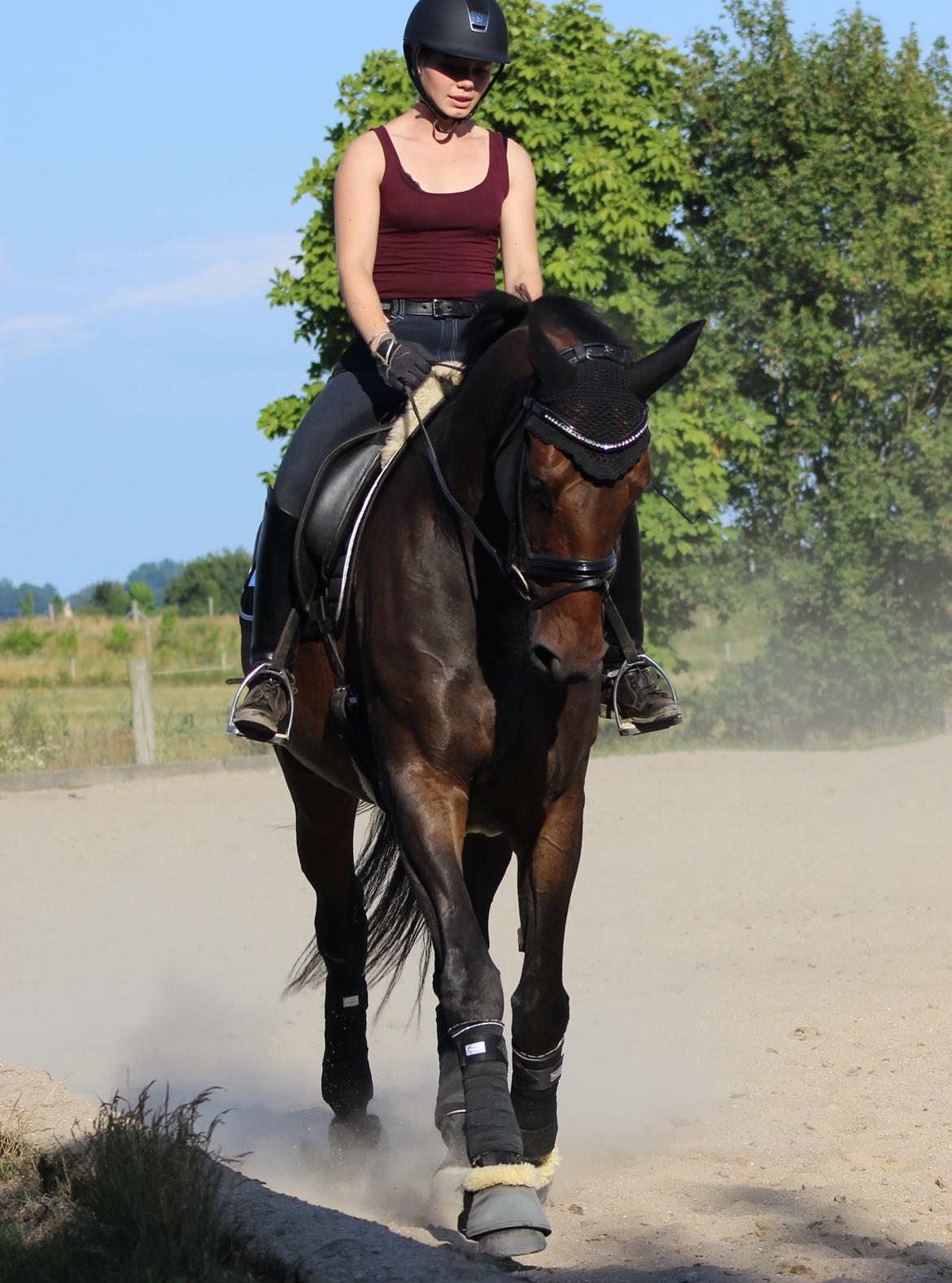 Dansk Varmblod Londondiary billede 5