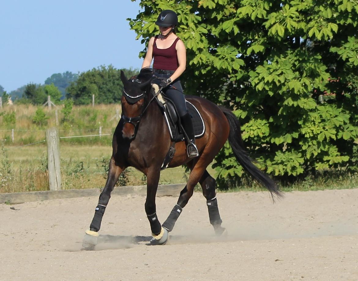 Dansk Varmblod Londondiary billede 4