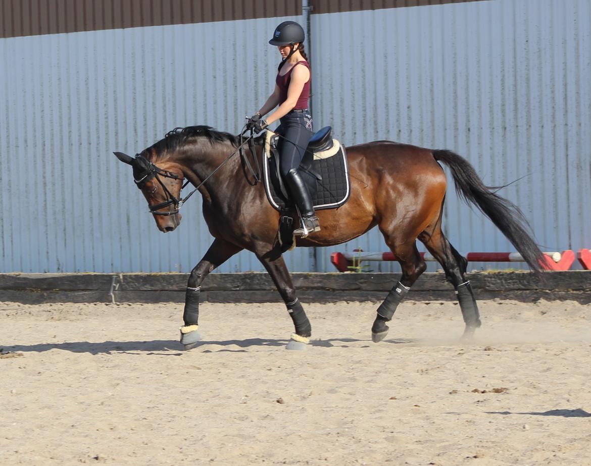 Dansk Varmblod Londondiary billede 6