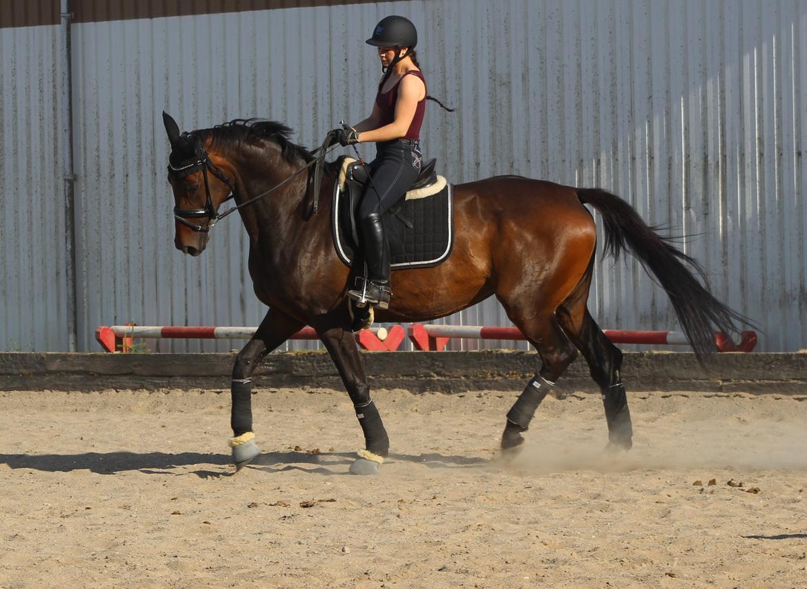 Dansk Varmblod Londondiary billede 8