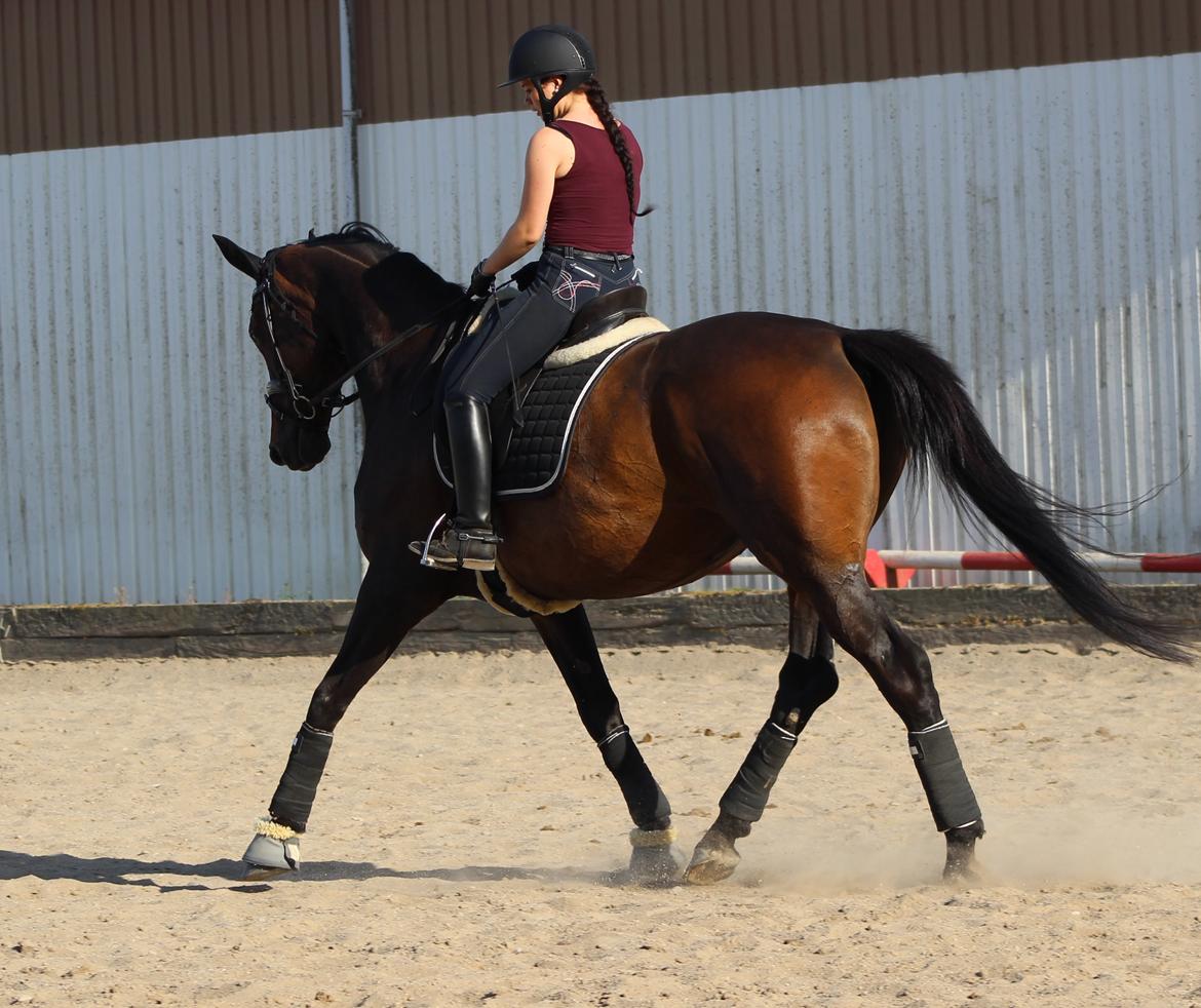 Dansk Varmblod Londondiary billede 9