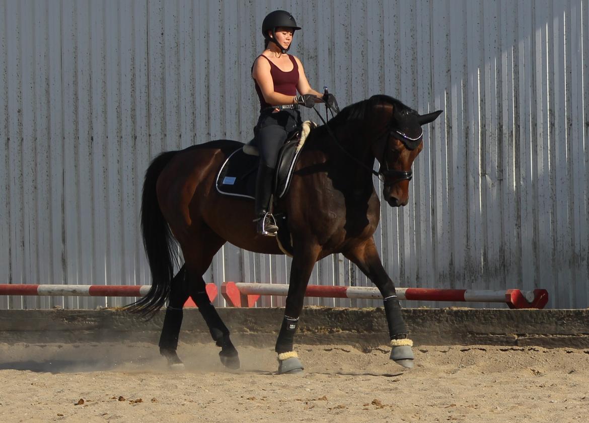 Dansk Varmblod Londondiary billede 10