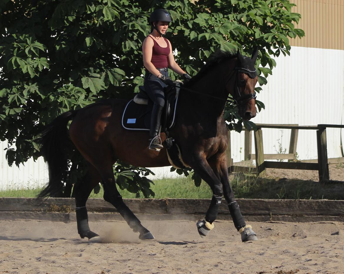 Dansk Varmblod Londondiary billede 11