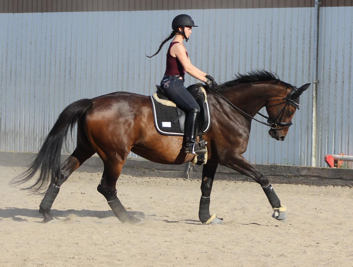 Dansk Varmblod Londondiary billede 12