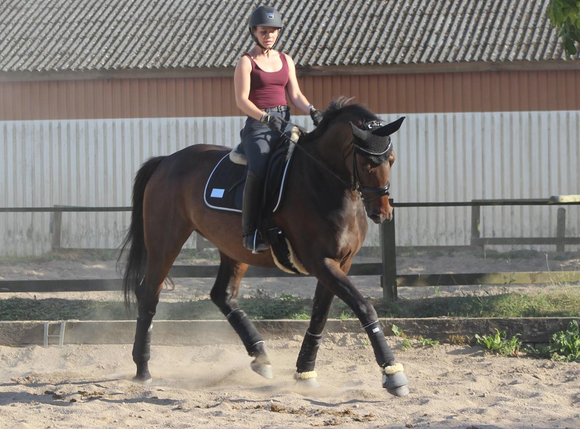 Dansk Varmblod Londondiary billede 7