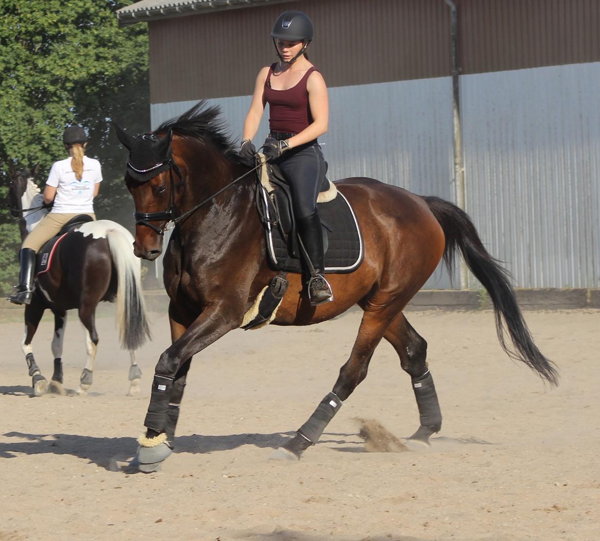 Dansk Varmblod Londondiary billede 14