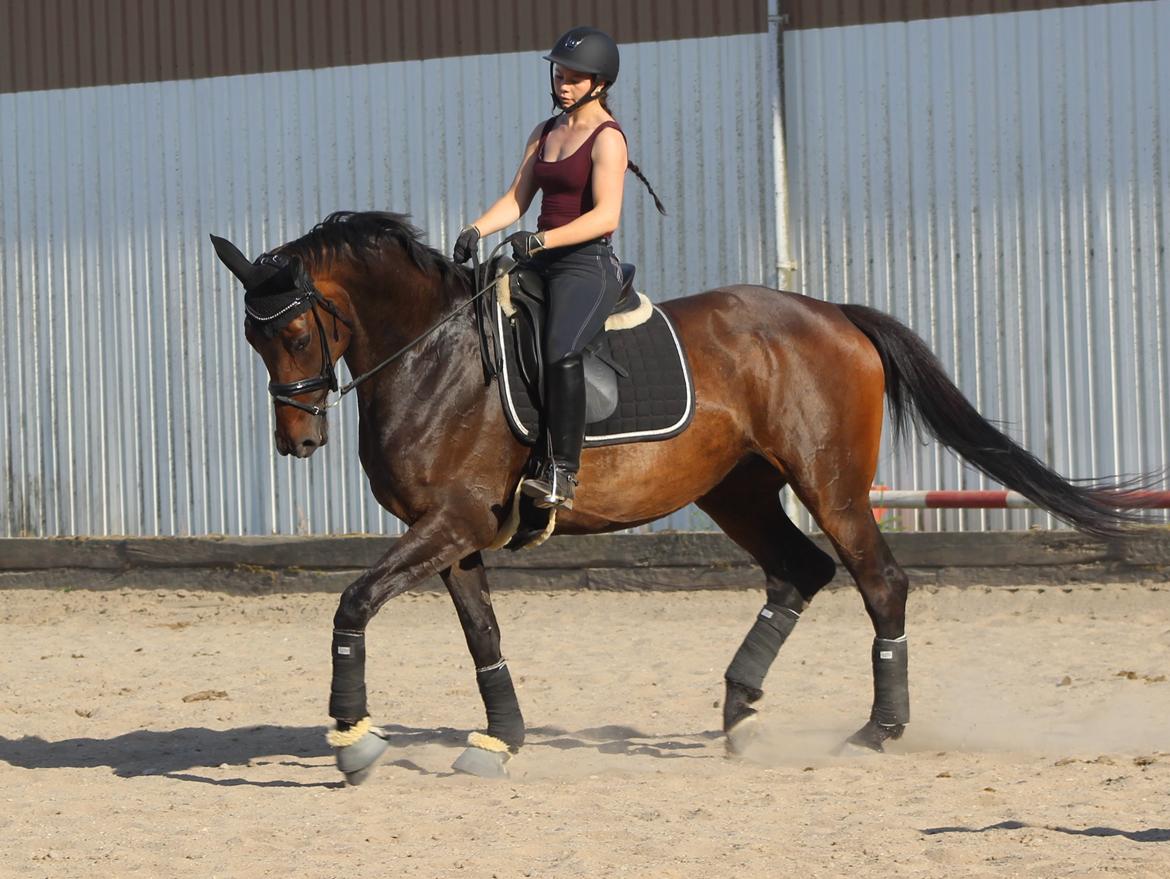 Dansk Varmblod Londondiary billede 15