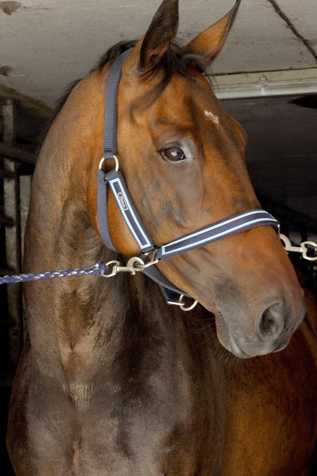 Dansk Varmblod Londondiary billede 16