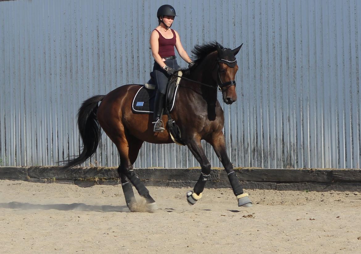 Dansk Varmblod Londondiary billede 13