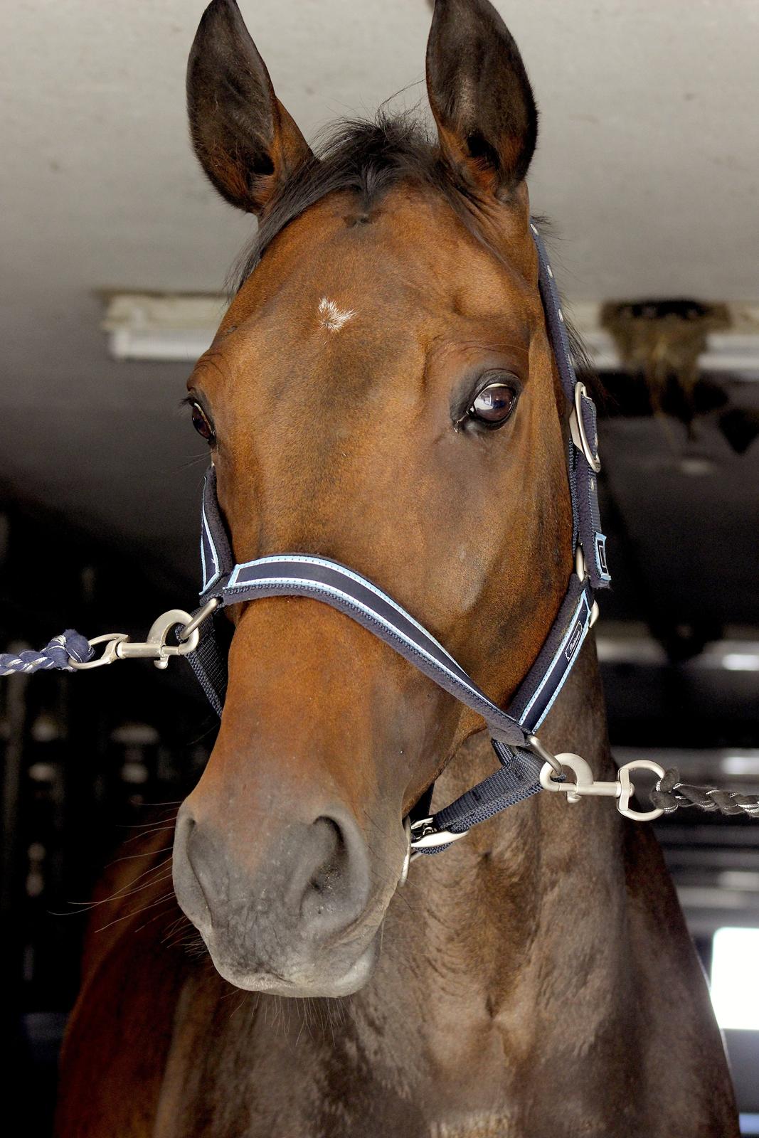 Dansk Varmblod Londondiary billede 18