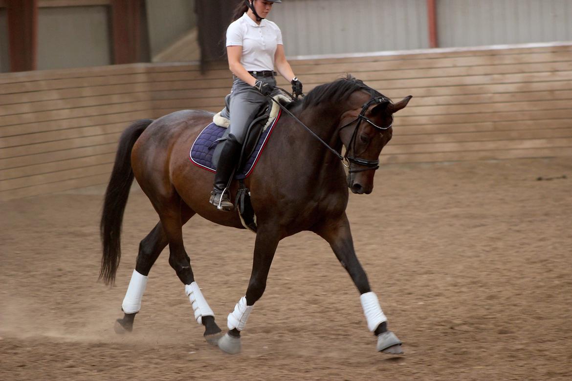 Dansk Varmblod Londondiary billede 3