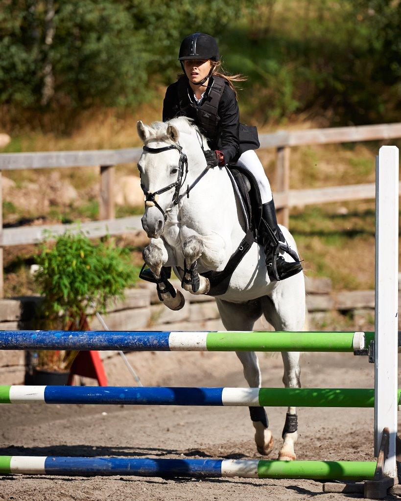 Welsh Partbred (Sec F) Ballettens Silent Victory billede 10