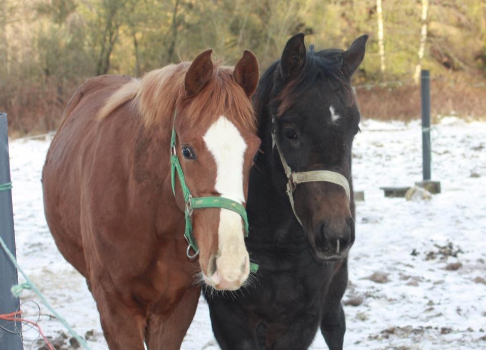 Dansk Varmblod Lanton Danheat - Lanton som plag billede 3