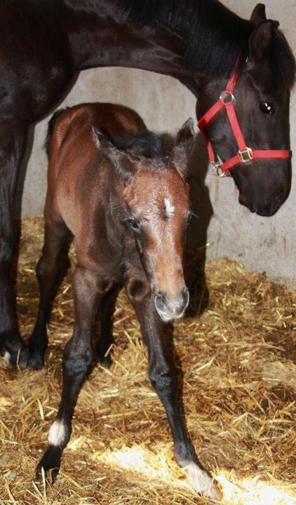 Dansk Varmblod Lanton Danheat - Lanton som helt lille nyfødt føl billede 4