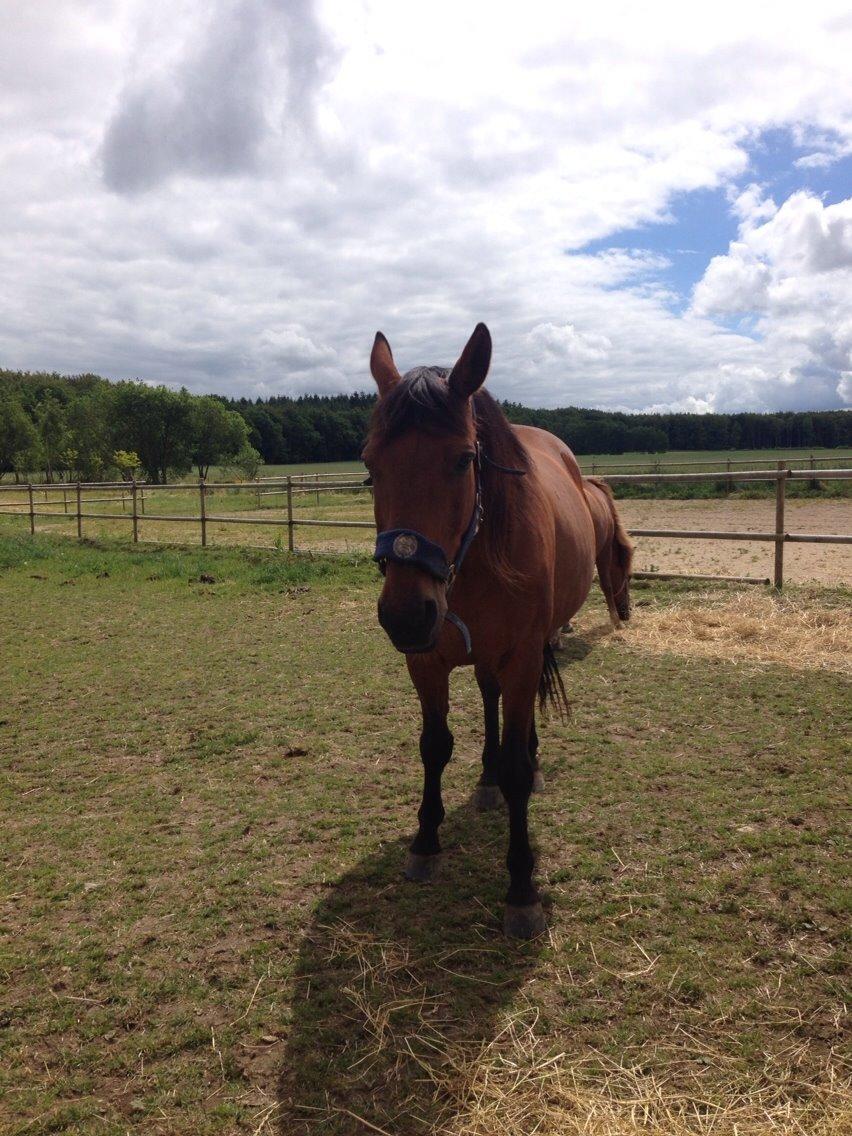 Dansk Varmblod Jackpot billede 18