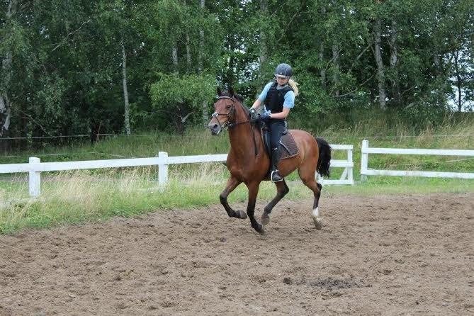 Anden særlig race Cameron billede 16