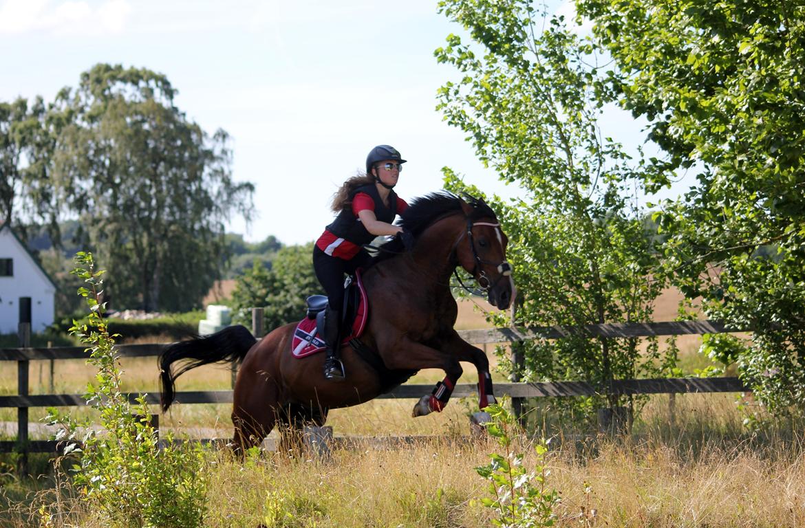 Anden særlig race Freeman - Spring trænning juli 2014 billede 14
