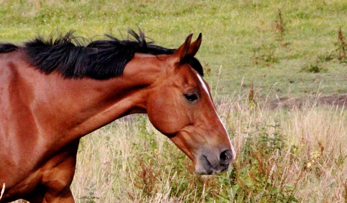 Anden særlig race Freeman - Bøllen på fold 28-06-2014 billede 21