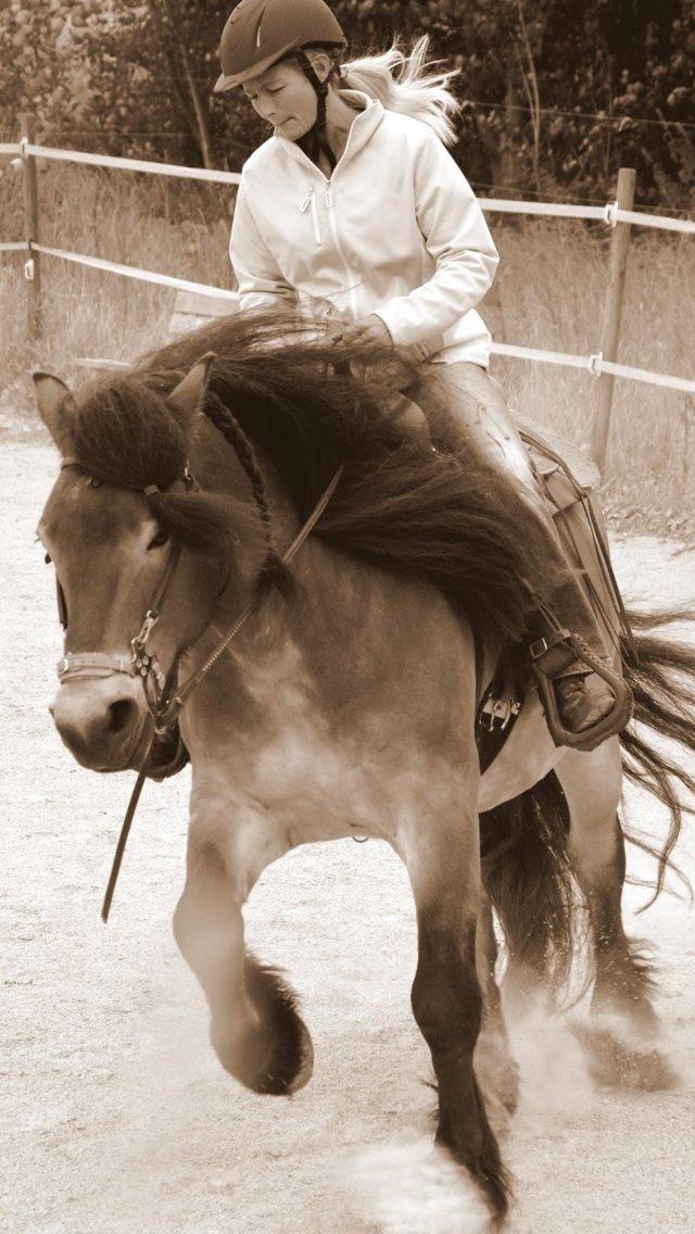 Nordsvensk Skovhest Lukas billede 11