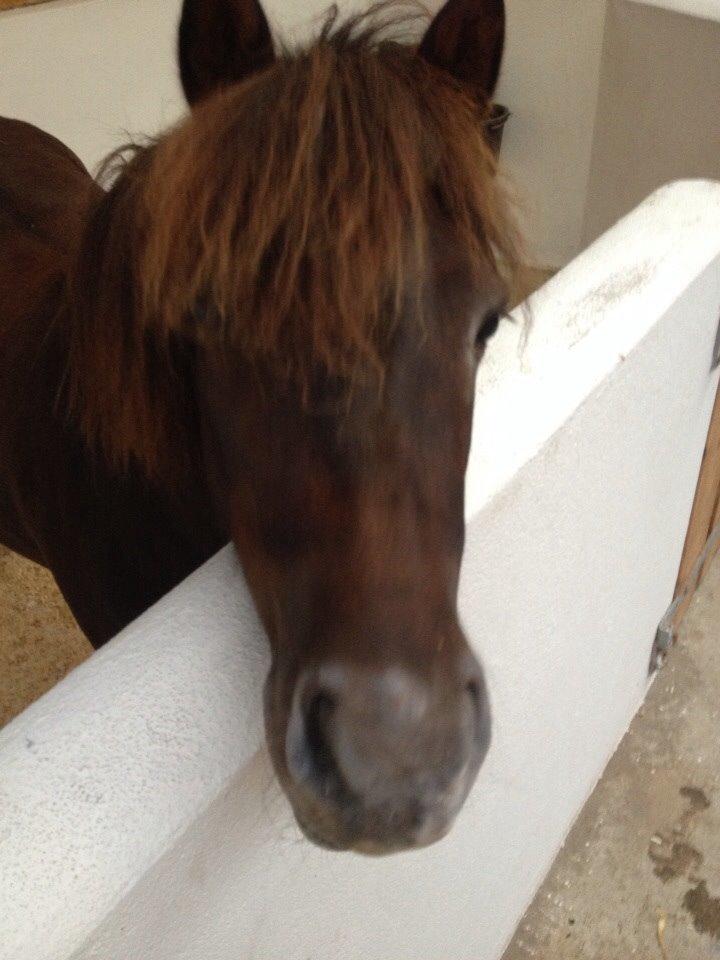 Shetlænder Pocahontas  billede 3