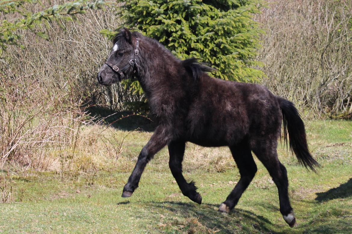Welsh Mountain (sec A) Laibeks Liva billede 1