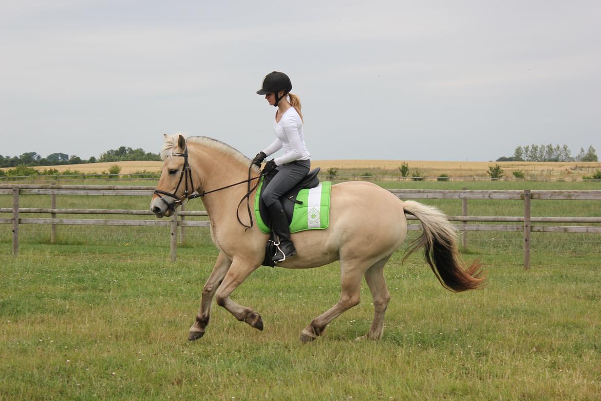 Fjordhest Haugård Stella - August 2014 billede 5