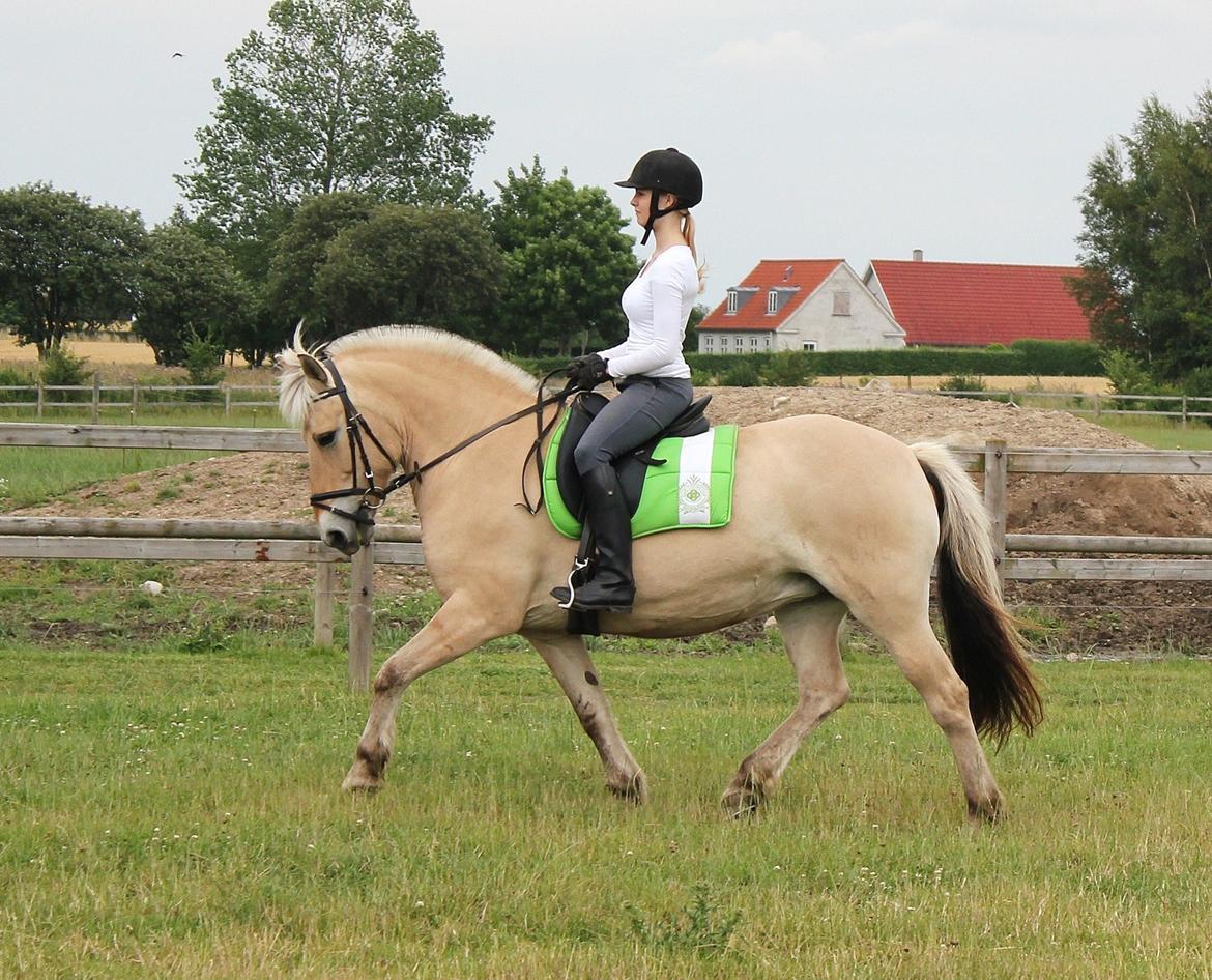 Fjordhest Haugård Stella - August 2014 billede 1