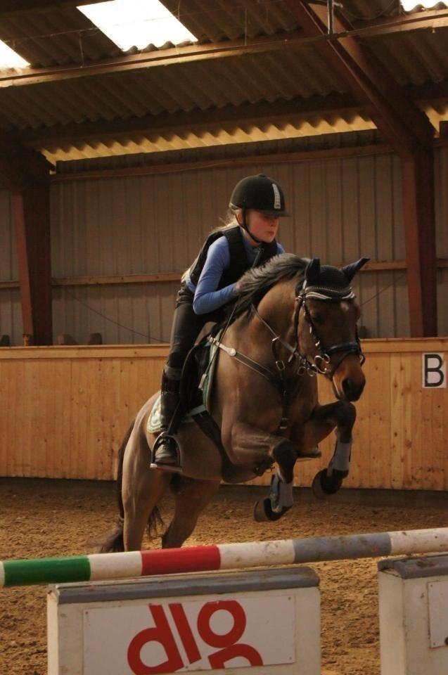 Welsh Partbred (Sec F) Klintholms Sir Chuck billede 2