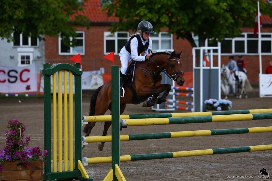 Welsh Partbred (Sec F) Klintholms Sir Chuck billede 1