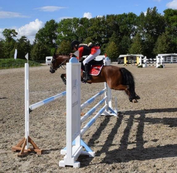 Welsh Partbred (Sec F) Klintholms Sir Chuck billede 3