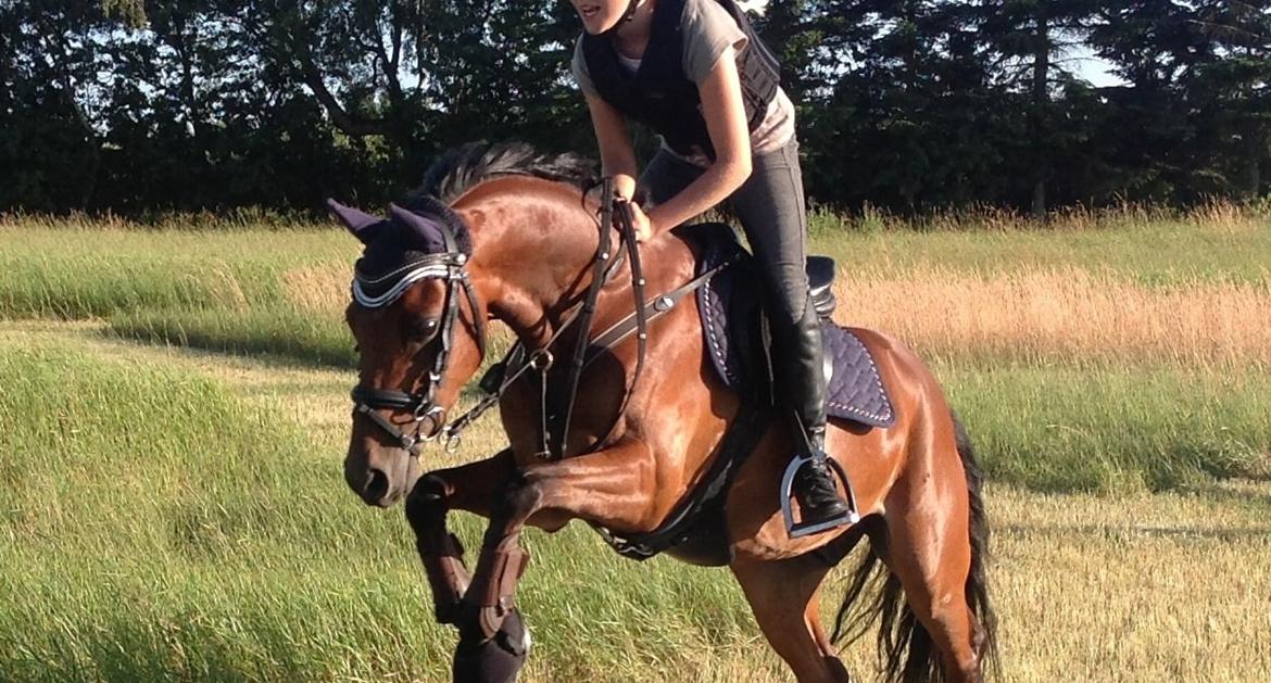 Welsh Partbred (Sec F) Klintholms Sir Chuck billede 4