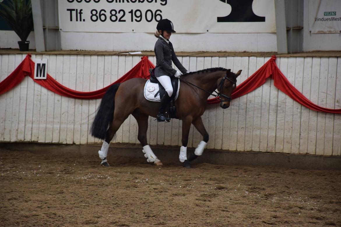 Welsh Partbred (Sec F) Klintholms Sir Chuck billede 5